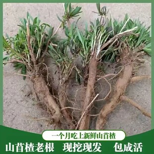 山东新鲜野菜山蚂蚱根山苜楂根新货山菜根老根30棵干品山菜根