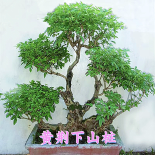 黄荆盆景熟桩老桩荆轲疙瘩绿植舍利室内阳台庭院提根四季可种特价