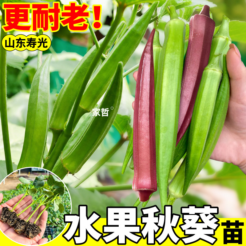 寿光水果秋葵苗高产不易老鲜嫩