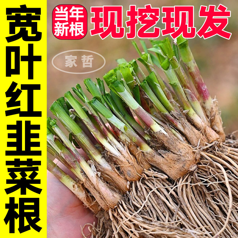 山东寿光现挖现发红韭菜根宽叶红根韭菜见土就活四季阳台盆栽蔬菜
