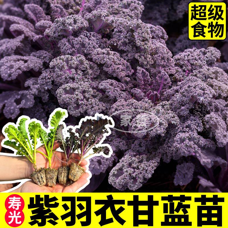 紫羽衣甘蓝苗秧带土球四季阳台