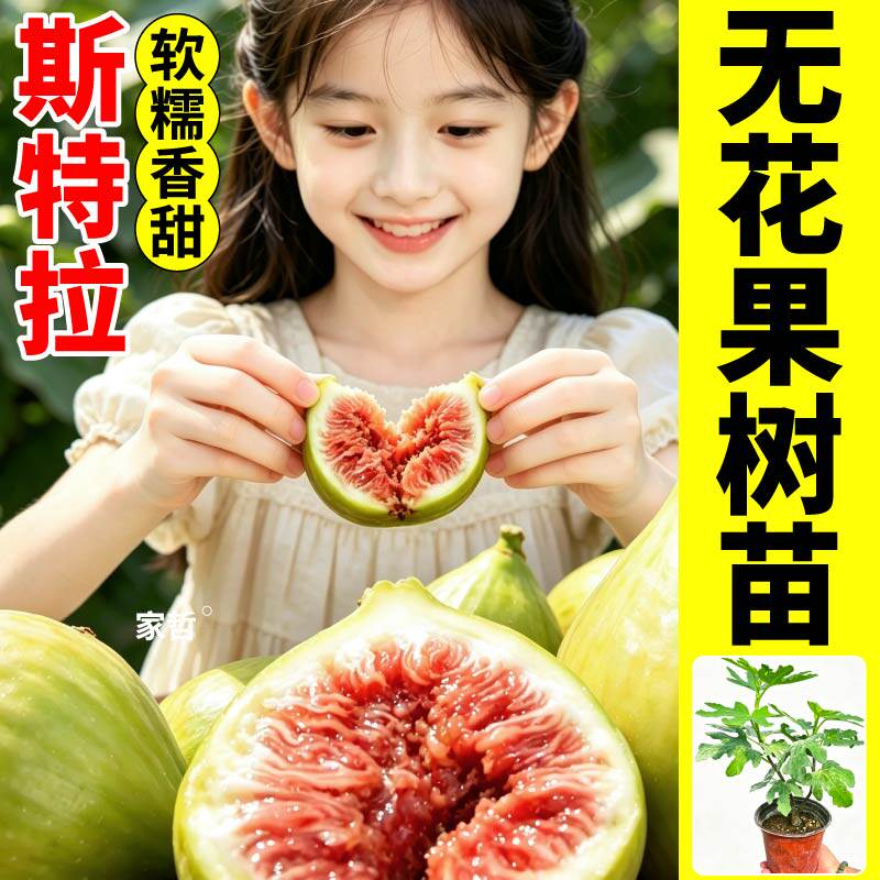正品斯特拉无花果树苗盆栽高甜