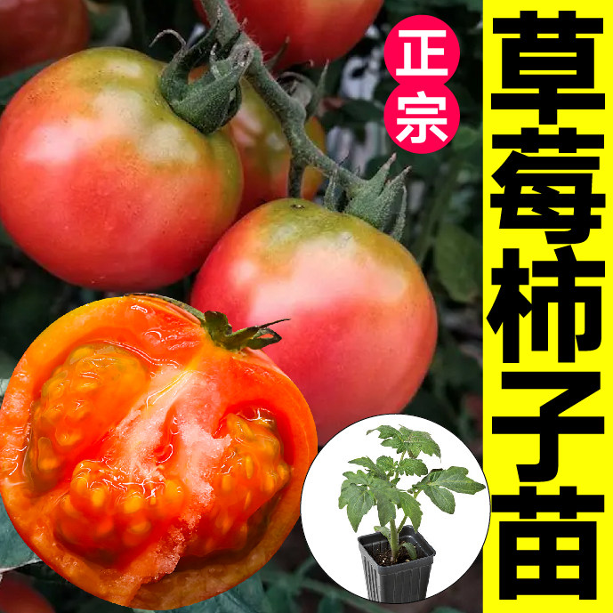 早熟正宗草莓柿子苗秧春秋四季