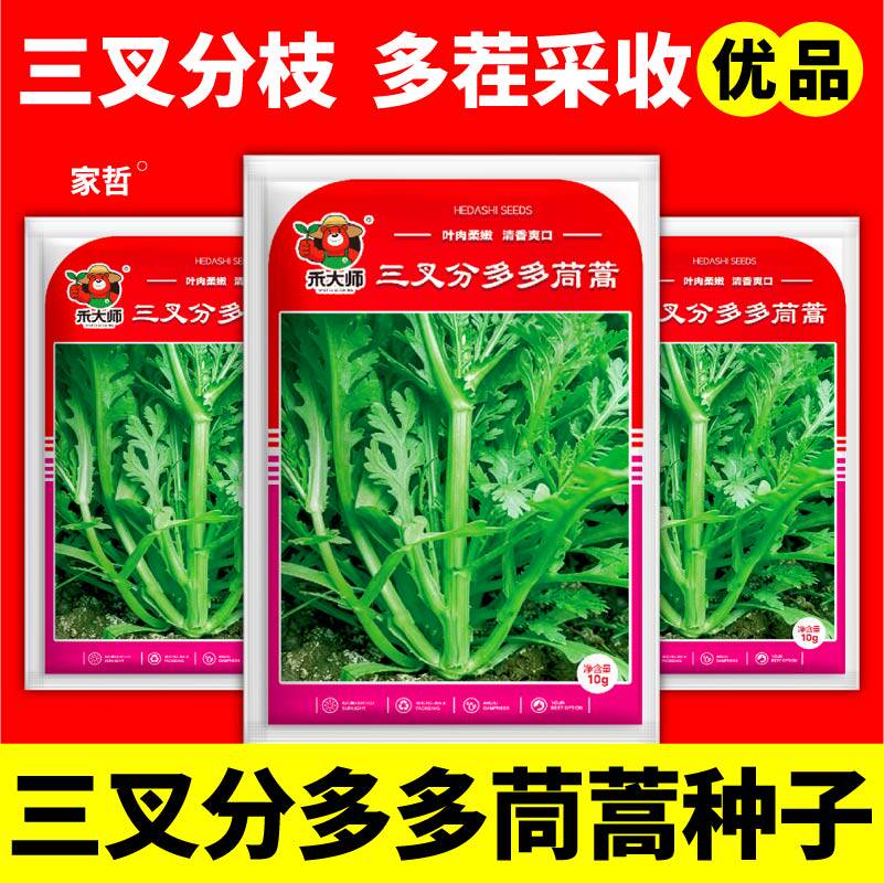 三叉分多多茼蒿菜种子分支能力强高产茼蒿种籽阳台盆栽大田播种