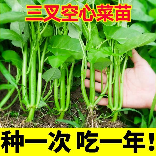 更高产三叉空心菜苗秧柳叶菜种子