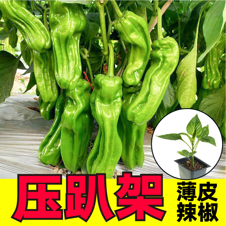 压趴架薄皮辣椒苗秧四季