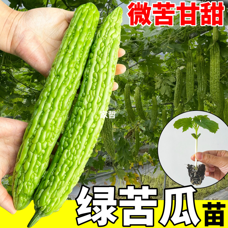寿光绿剑苦瓜苗秧摘不败四季耐热