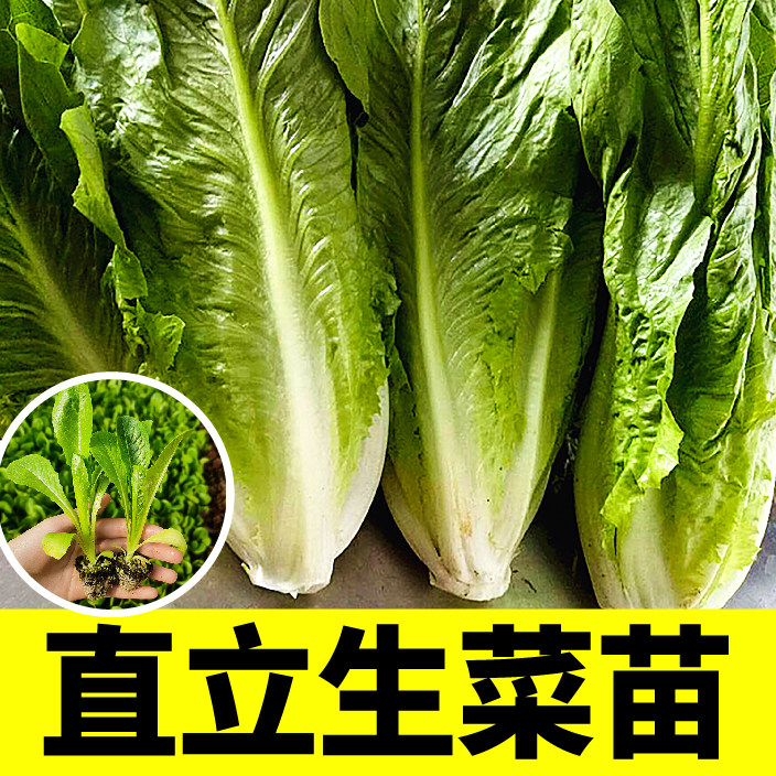 直立罗马生菜苗秧带土球意大利速生红绿各种生菜大全四季春秋种子