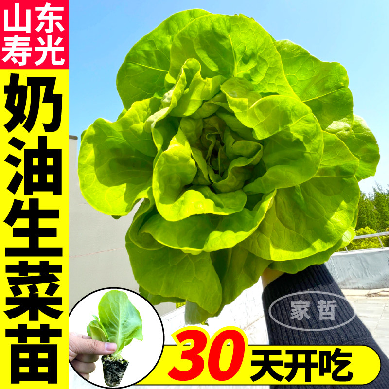 寿光甜脆奶油生菜苗秧高产速生意大利大速生菜种子蔬菜盆栽地栽苗