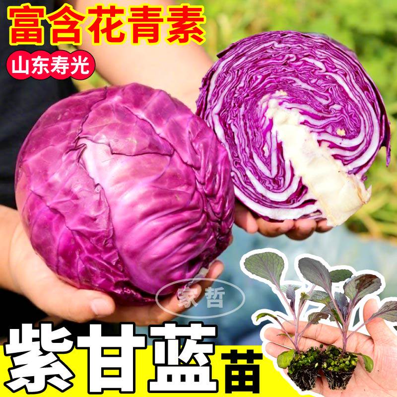 紫甘蓝秧苗早熟紫甘蓝菜苗带土秧苗秋冬紫色包心菜苗高产庭院种植