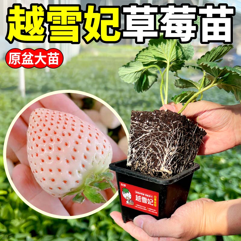 盆栽草莓大苗越雪妃白草莓苗浓郁草莓香耐寒高产阳台盆栽红颜章姬