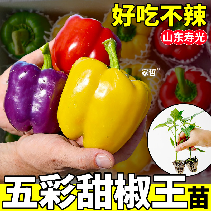 寿光脆甜五彩水果甜椒苗大果可生吃红黄紫青灯笼椒苗四季阳台盆栽