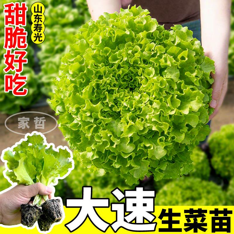 山东寿光大速生菜苗秧高产四季阳台奶油意大利生菜种子盆栽庭院