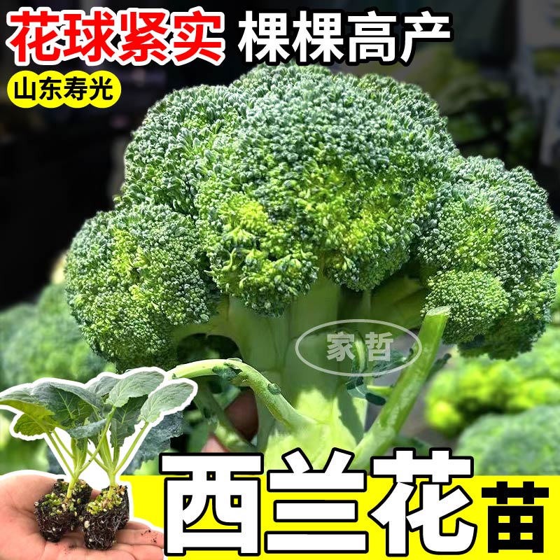 西兰花苗带土发货绿色花菜花椰菜户外抗寒冬季易成活小米粒西兰花