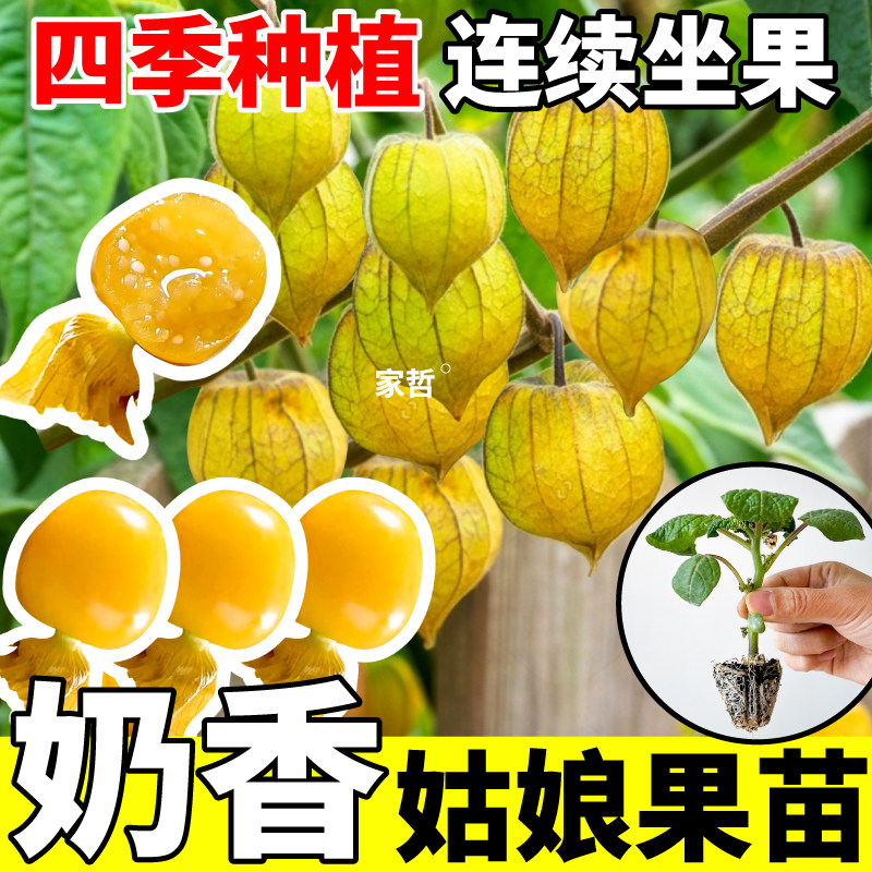 超甜大果黄姑娘果苗秧带土发货