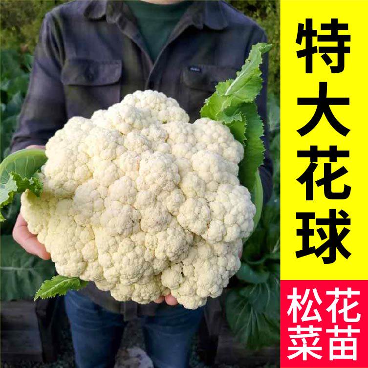 山东寿光特大花球松花菜秧苗四季阳台花椰菜西兰花种子籽带土球