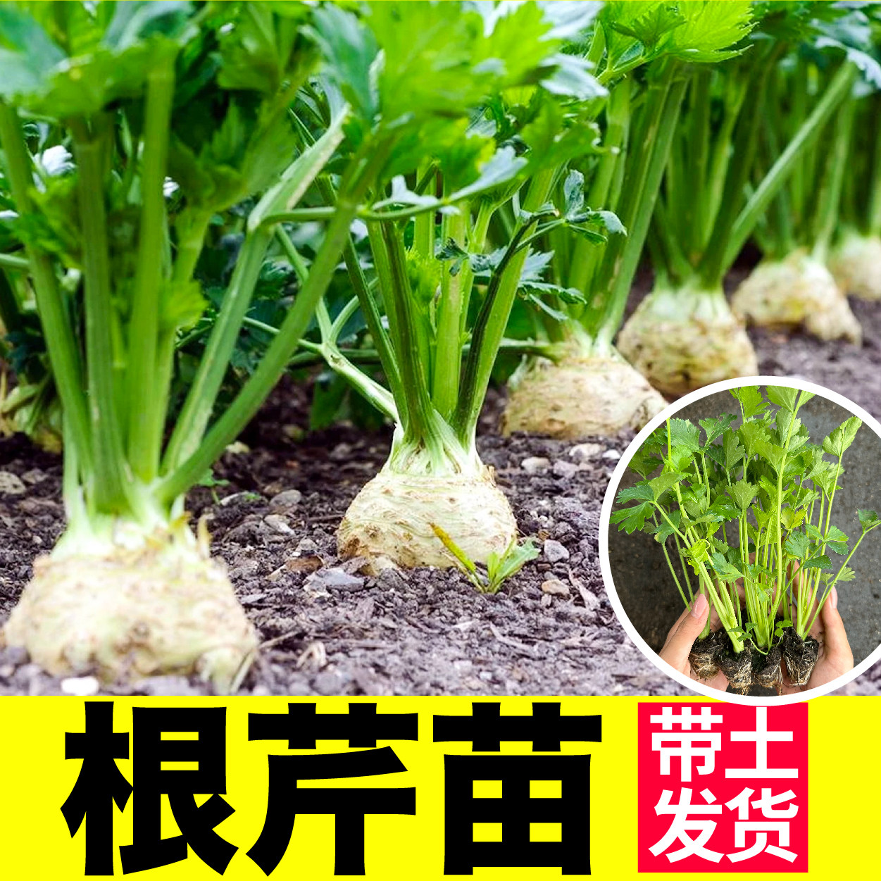 四季春秋正宗山东根芹苗秧带土球