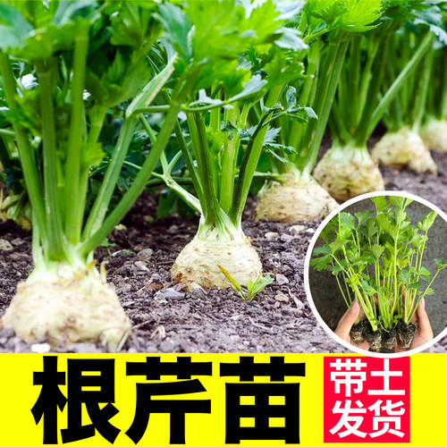 四季春秋正宗山东根芹苗秧带土球