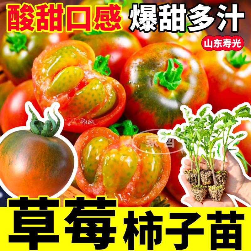 正宗铁皮柿子苗秧苗绿腚口感型