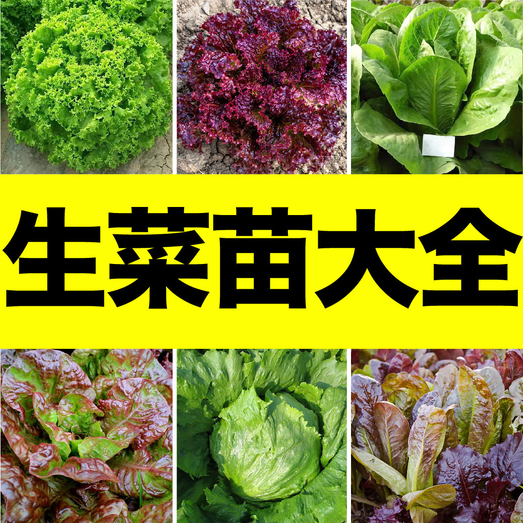 各种生菜大全红绿紫生菜秧苗种子大速咖啡结球红皱生菜阳台四季籽