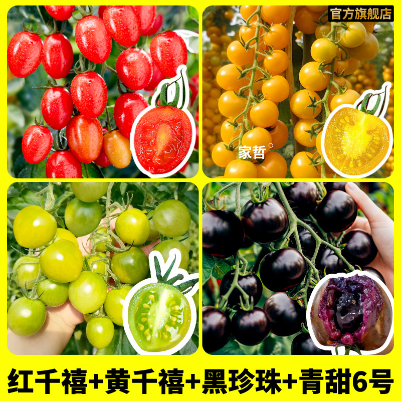 寿光红千禧小番茄苗超甜多汁