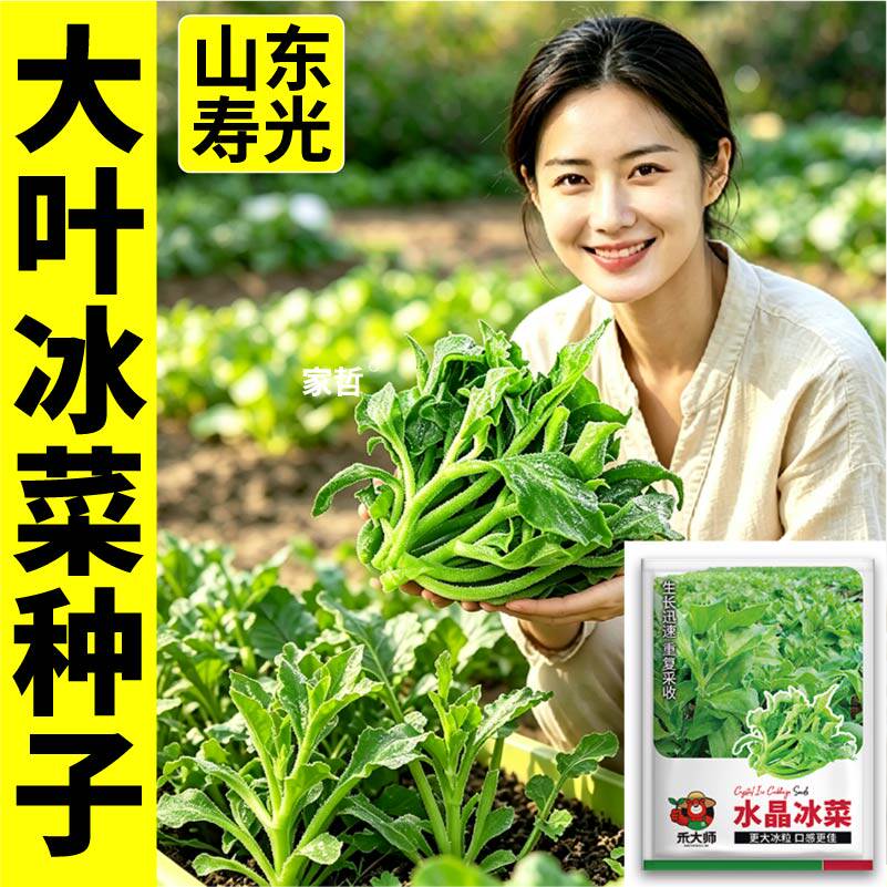 寿光大叶冰菜种子耐热耐寒肉厚