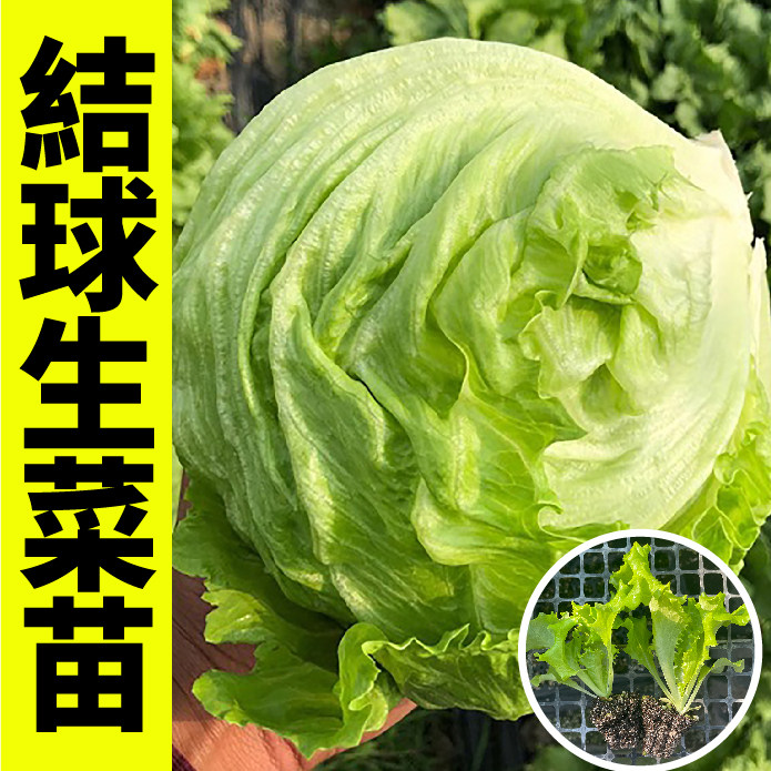 四季结球生菜秧苗带土球各种生菜种子大速生红皱直立咖啡罗马生菜