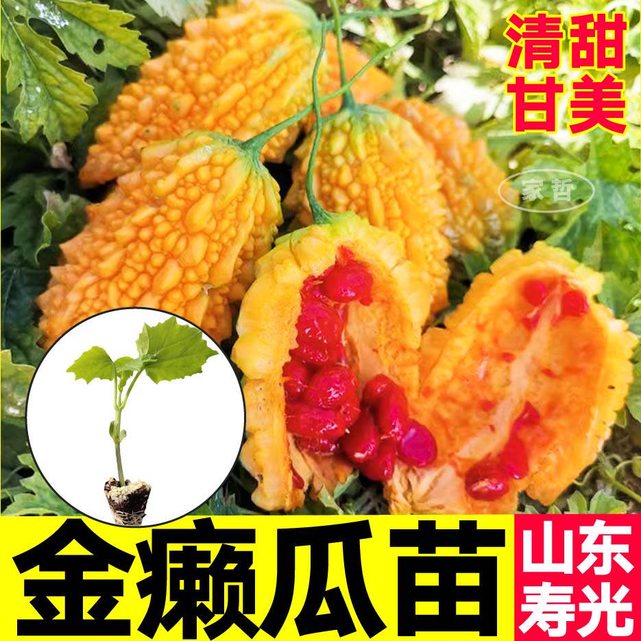 金铃子金癞瓜苗秧金葡萄小金瓜苗秧苹果苦瓜绿剑苦瓜种子四季高产