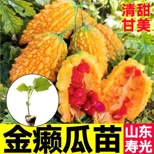 金铃子金癞瓜苗秧金葡萄小金瓜苗秧苹果苦瓜绿剑苦瓜种子四季高产