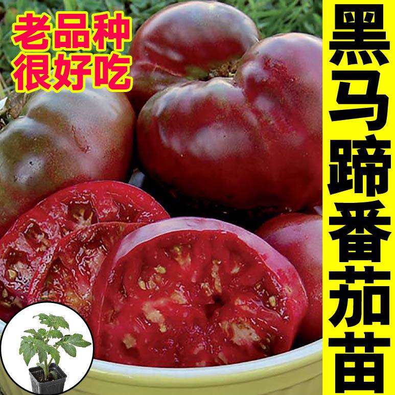 黑马蹄番茄苗四季盆栽皮薄多汁