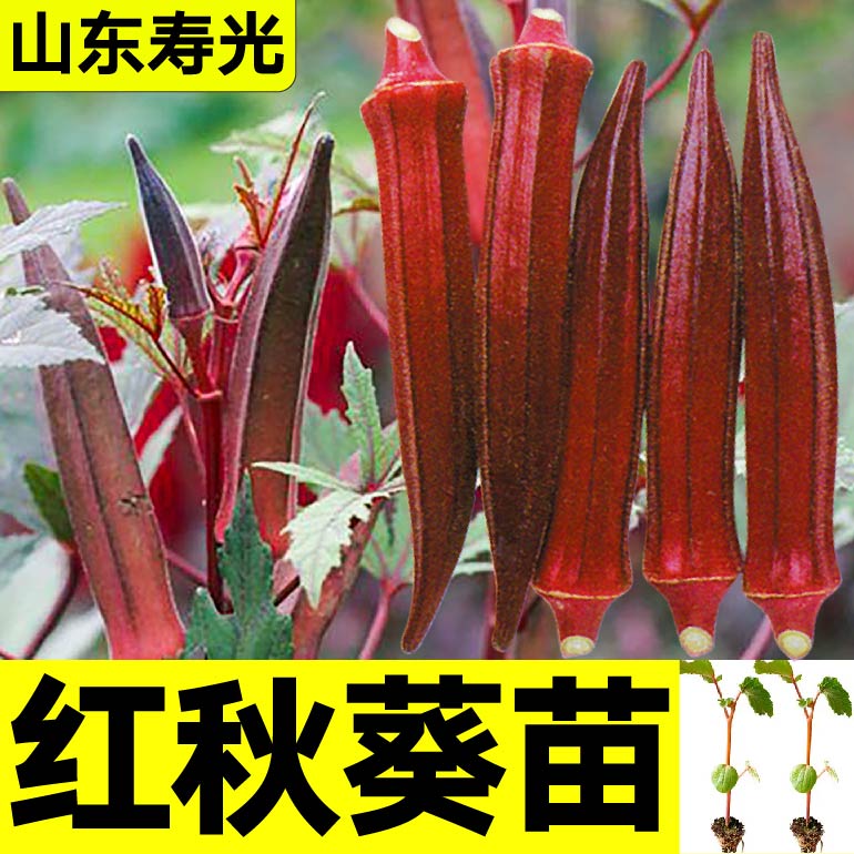 家哲四季盆栽红秋葵苗秧
