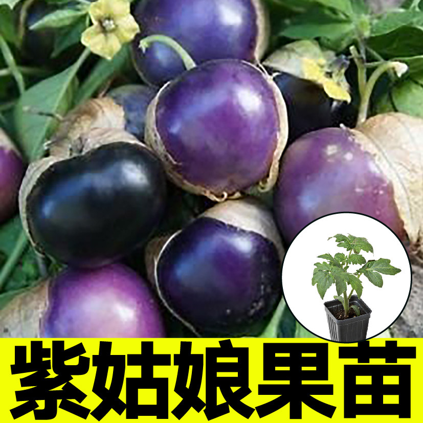大紫姑娘果苗秧大鼻子姑娘果种子