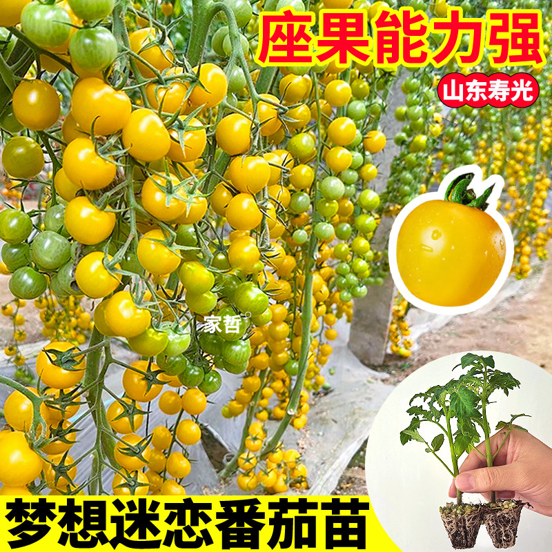 山东梦想迷恋番茄苗皮薄多汁青甜红千禧毛粉西红柿番茄苗四季种植