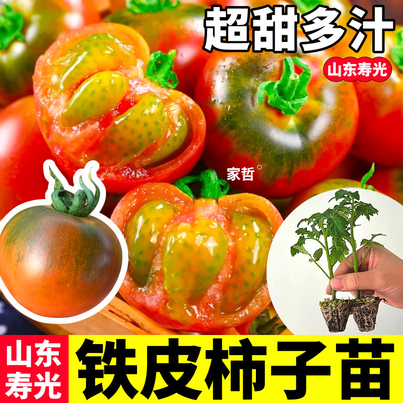 正宗铁皮柿子番茄苗高产四季可种