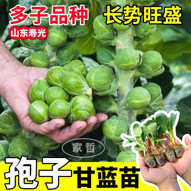 孢子甘蓝秧苗带土球幼苗抱子甘蓝种子盆栽地栽四季食用迷你卷心菜