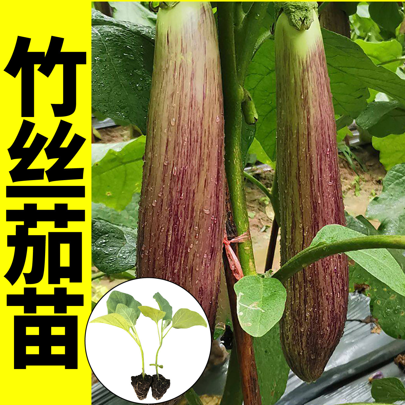 竹丝茄苗秧烧烤花茄水果茄种子籽