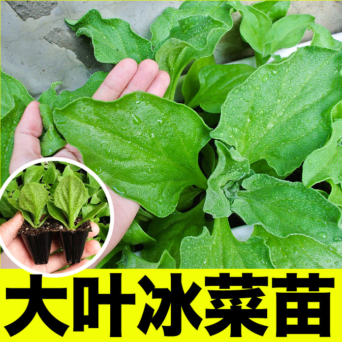 大叶冰菜高产更大冰粒