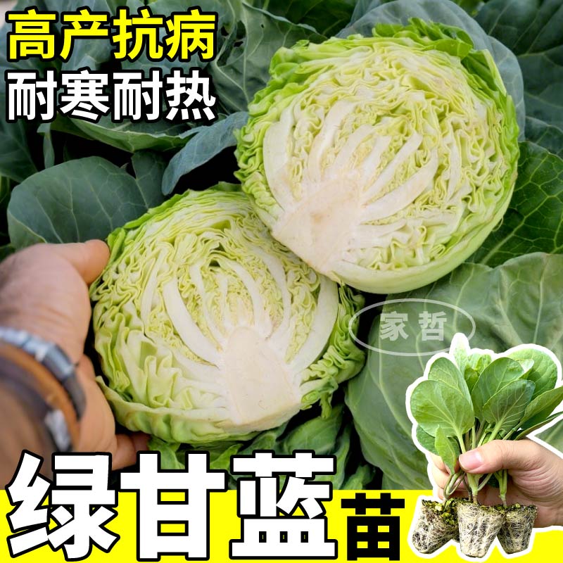 绿甘蓝秧苗早熟高产绿甘蓝菜苗四季秋冬绿色包心菜种子庭院种植