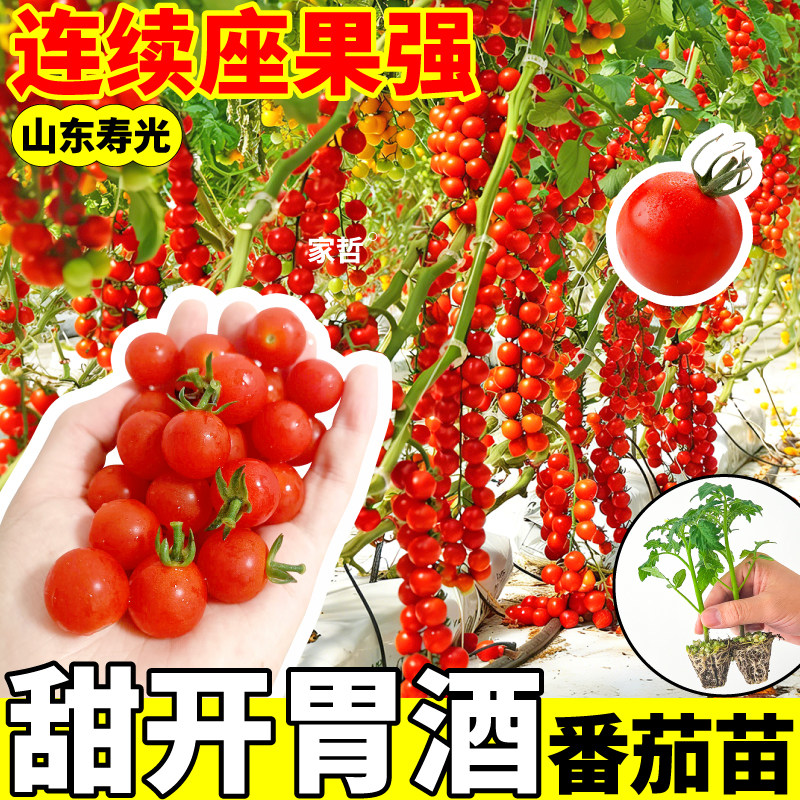 正品甜开胃酒番茄苗秧纯甜