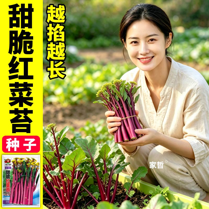 甜脆红菜苔种子高产耐寒蔬菜种子