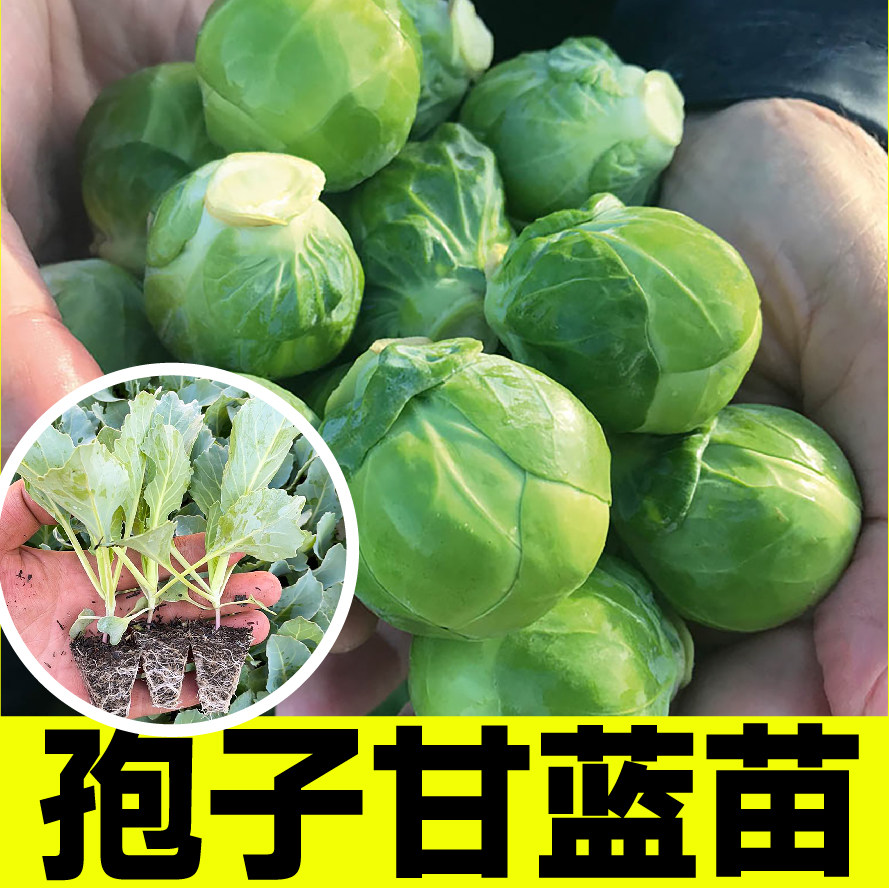 之王蔬菜家哲高产四季
