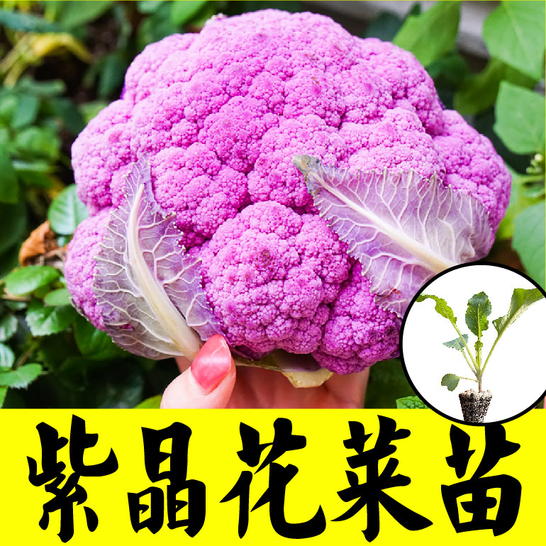 紫晶一号花菜秧苗幼苗春秋四季阳台盆栽蔬菜种子西兰花花椰菜苗