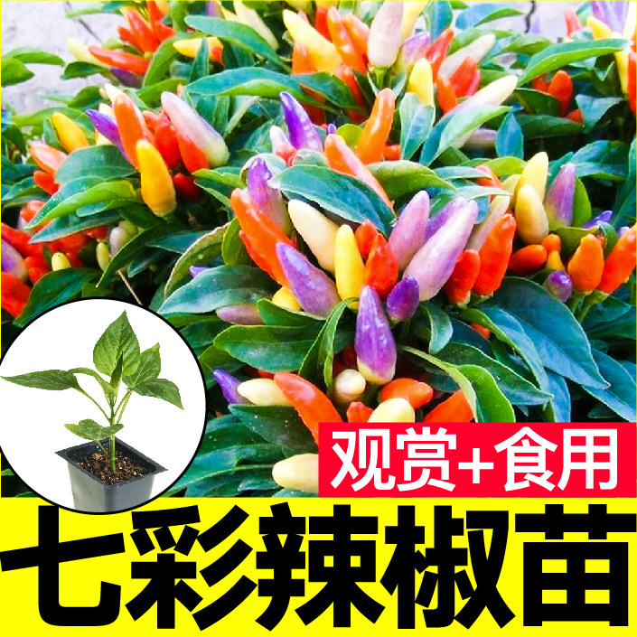 七彩小辣椒苗辣椒种子四季盆栽