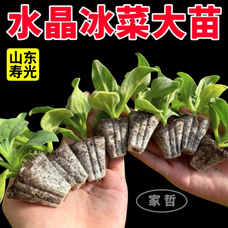 寿光大叶冰菜苗四季盆栽
