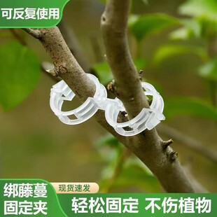 植物固定夹卡扣爬藤植物大号固定器西红柿茄子月季植物藤蔓固定夹