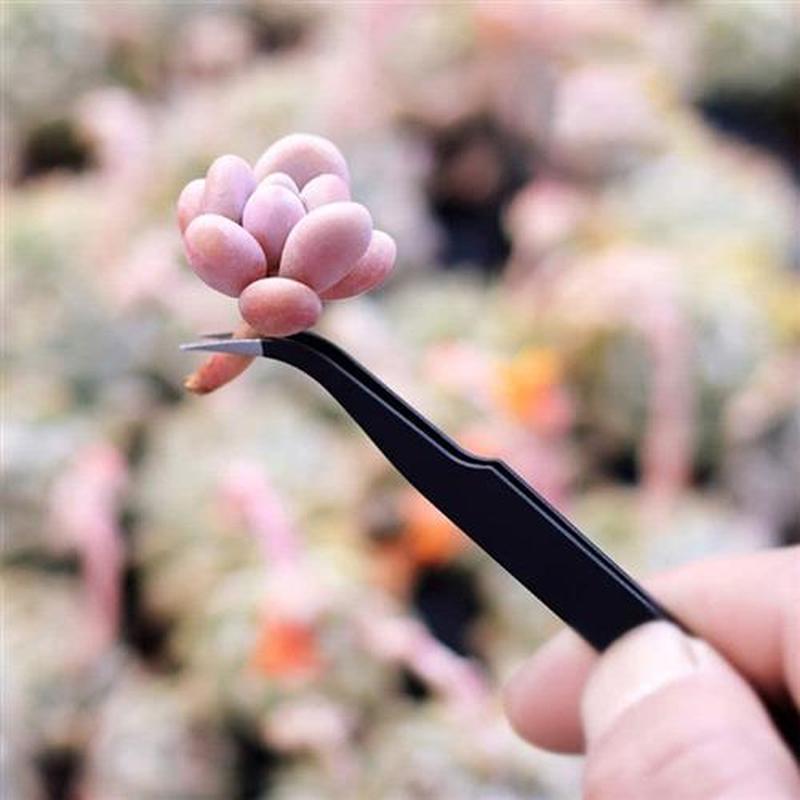 12 Pieces Succulent Plants Tools,Mini Gden Hand Transplant - 实物图