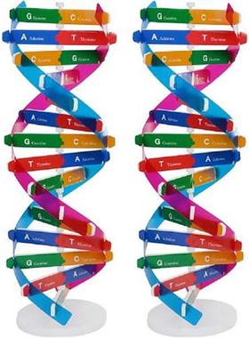 Dna Model Teaching Science Aids Helix Tool Genes Double
