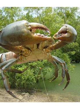 fully Clapsible crabbing traps Fded Portable 2/4 Hes c