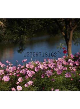 议价英国Aldis star 100mm f2.8 带原厂调焦筒(议价)