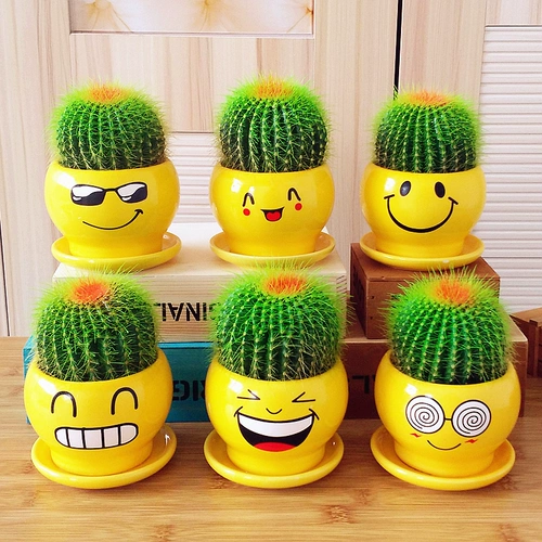 Офисный настольный настольный шарик сочные растения сказочная ладонь гостиная горшка цветы, зеленые растения и зеленые растения